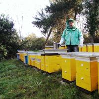 План работы клуба пчеловодов любителей пчела